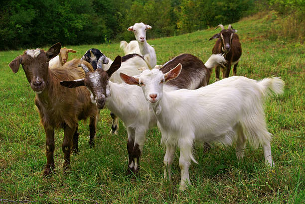 Stocktheft dispute results in murder,suicide.