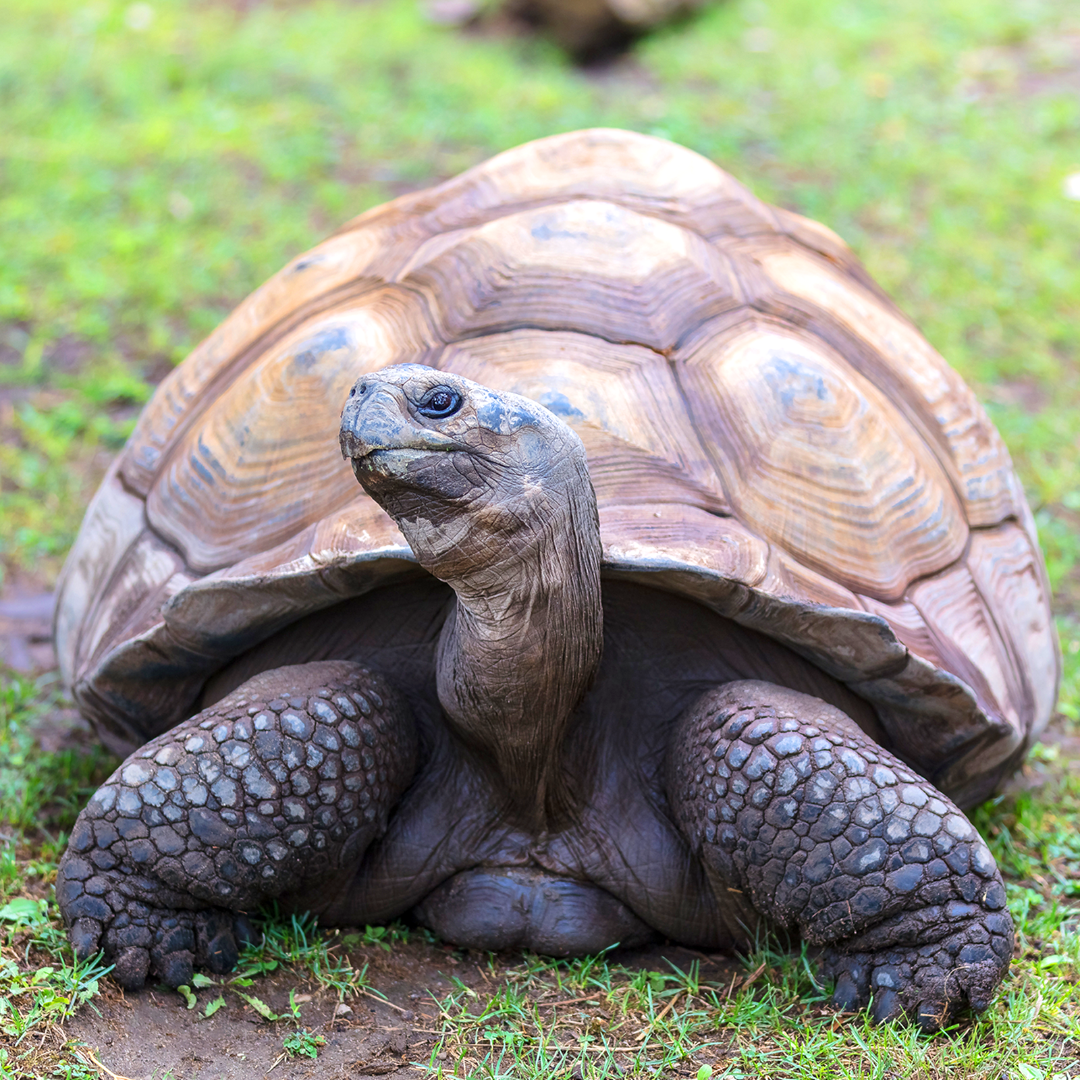 53.8% of tortoise,Turtle species at risks extinction